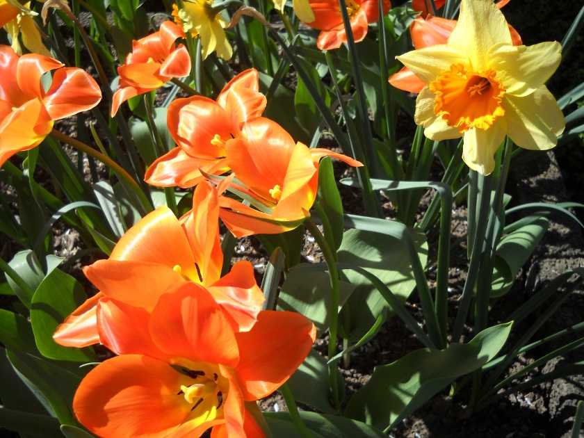 Frühling in Deutschland, blühende Tulpen und Narzissen
