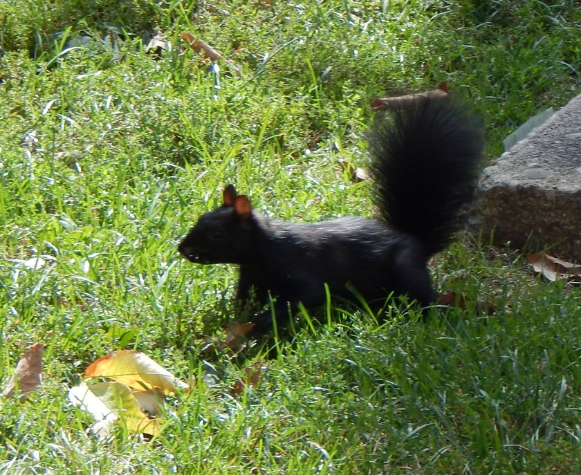schwarzes Eichhörnchen Kanada
