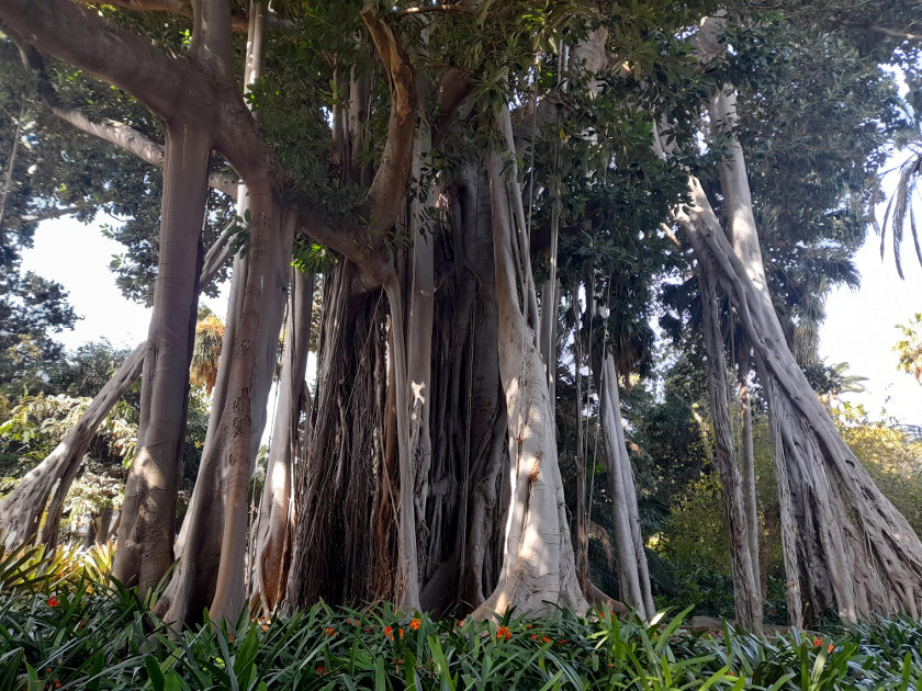 Grossblättriger Feigenbaum im Botanischen Garten Puerto de la Cruz