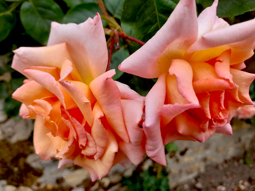 Rosen im Rosengarten von Eltville